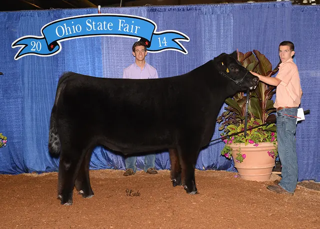 Champion Division 1 Crossbred Steer, Ohio State Fair — SM Show Steers winner, 2014
