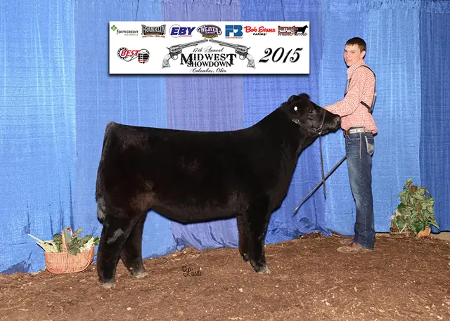 16 time Champion or Reserve Simmental Steer, 9th overall Steer Ohio Beef Expo — SM Show Steers winner, 2015
