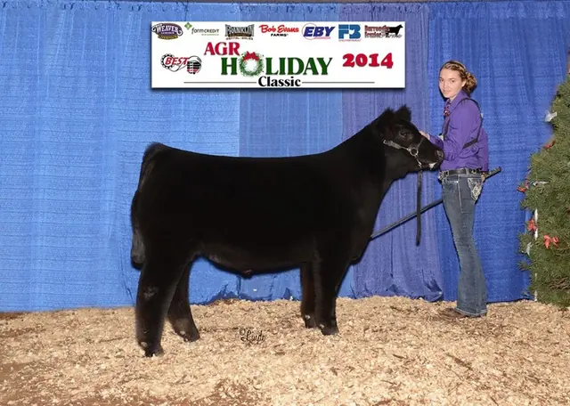 Reserve Division 3, Ohio AGR — SM Show Steers winner, 2015