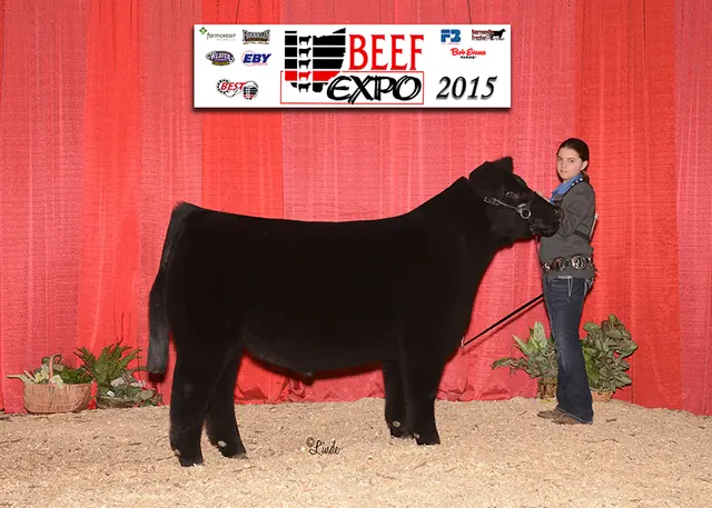 Class Winner, Ohio Beef Expo — SM Show Steers winner, 2015