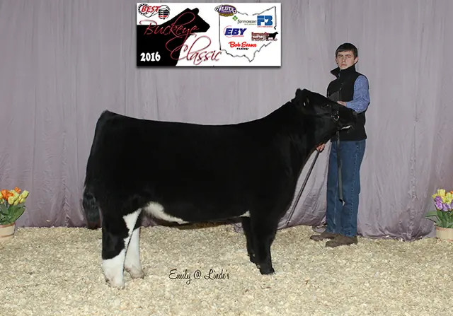 Reserve Chi Steer, Ashland, Ohio Spring Show — SM Show Steers winner, 2015
