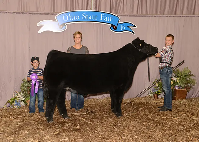 Division 1 Champion, 2016 Ohio State Fair — SM Show Steers winner, 2016