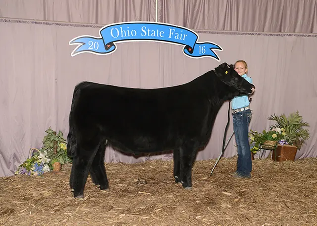 Reserve Division 5, 2016 Ohio State Fair — SM Show Steers winner, 2016