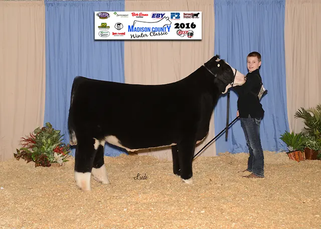 5th Overall, War at Warren — SM Show Steers winner, 2016