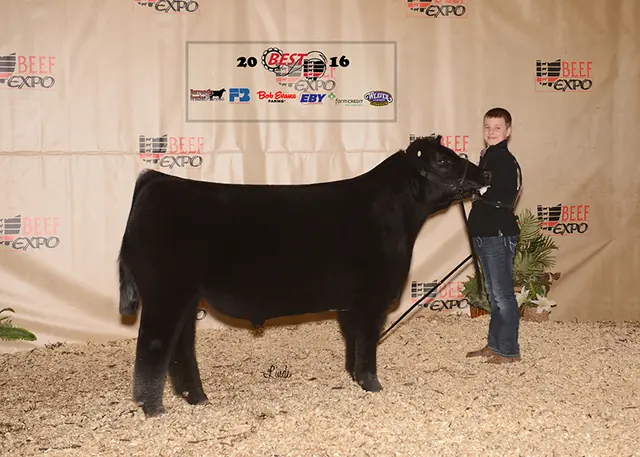 Reserve Division, Division 1 Clark County Cattle Battle — SM Show Steers winner, 2016