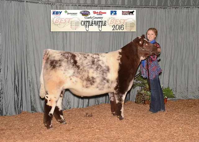 Champion Shorthorn Steer 13 times, Champion Shorthorn Steer OCA BEST Program — SM Show Steers winner, 2016