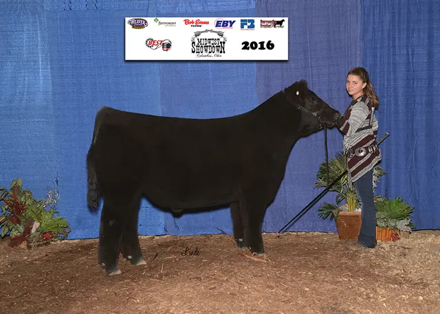 Reserve Champion Chi Steer, Scarlet and Gray Midwest Showdown — SM Show Steers winner, 2016