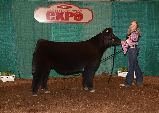 Reserve Champion Divison 1 Crossbred, Michigan Beef Expo — SM Show Steers winner, 2016
