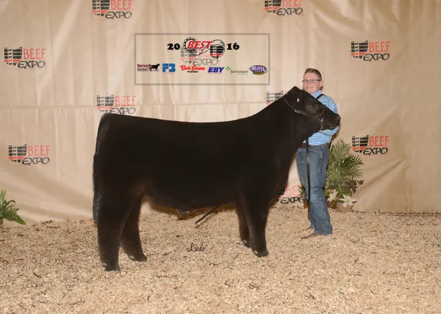 Class Winner, Ohio Beef Expo — SM Show Steers winner, 2016