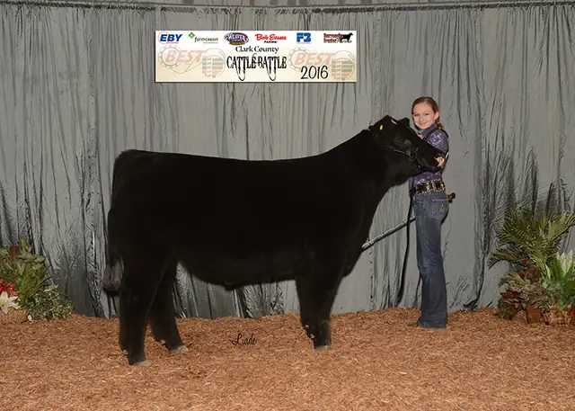 Class Winner, Clark County Cattle Battle — SM Show Steers winner, 2016