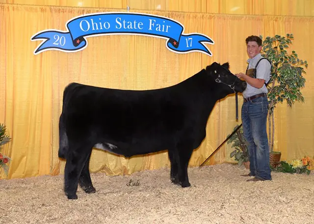 Reserve Champion Divison 2, Ohio State Fair — SM Show Steers winner, 2017