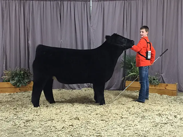 Reserve Division 2 Steer, Steer Cattle Battle — SM Show Steers winner, 2017