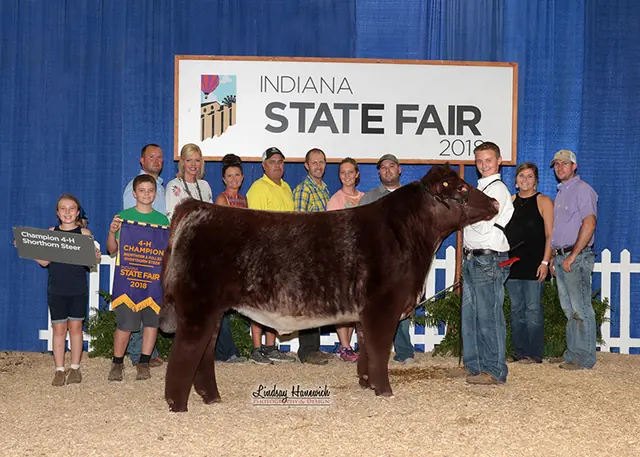 Champion Shorthorn Steer, Indiana State Fair — SM Show Steers winner, 2018