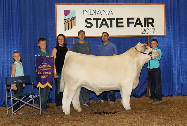 Champion Shorthorn Steer, Indiana State Fair — SM Show Steers winner, 2018