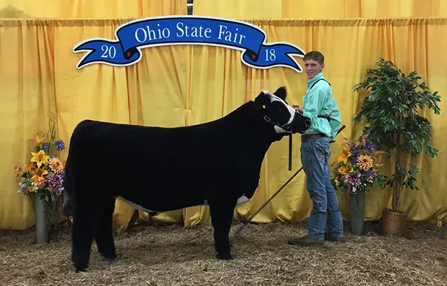 Champion Steer, Black Swamp Preview — SM Show Steers winner, 2018