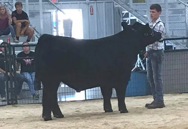 Reserve Grant Steer, Madison Co. Open — SM Show Steers winner, 2018