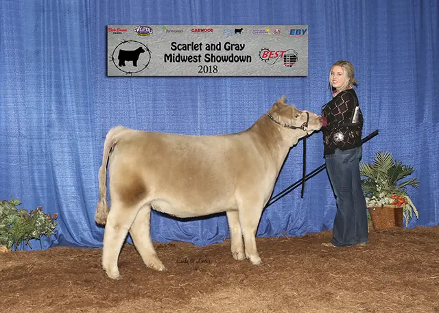 Champ & Res Low % AOB Heifer, Ohio BEST Series — SM Show Steers winner, 2018