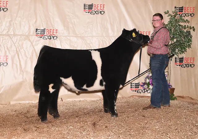 Res. Division 1, Ohio Beef Expo — SM Show Steers winner, 2018