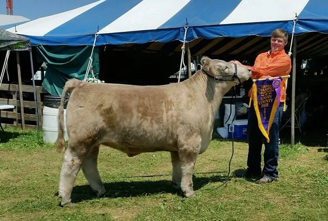 Grand Champion Market Steer, Logan Co. Fair — SM Show Steers winner, 2018