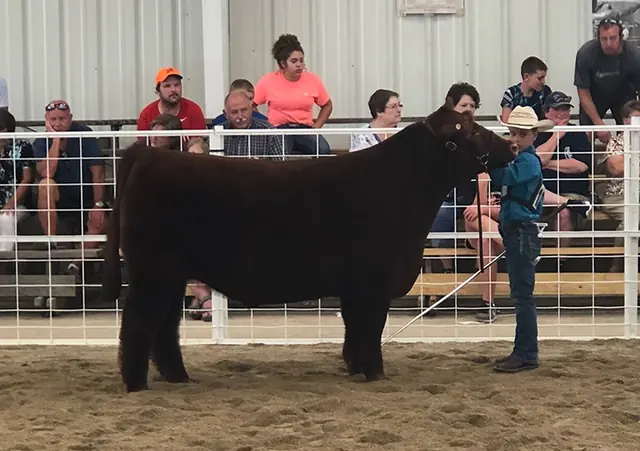 4th Overall, Darke Co. Fair — SM Show Steers winner, 2018