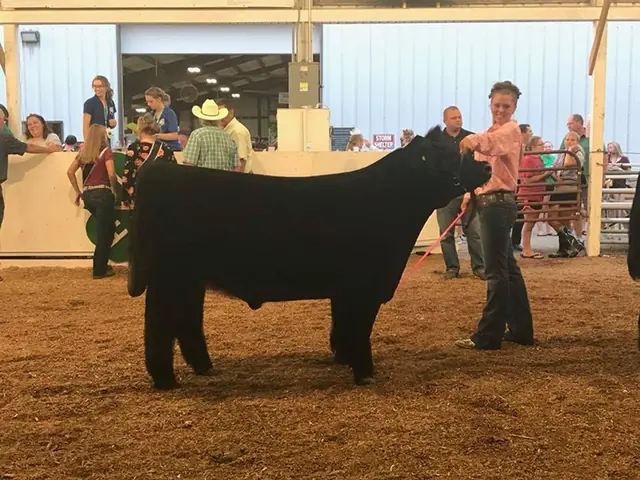 Reserve Champion Steer, Shelby Co. Fair — SM Show Steers winner, 2018