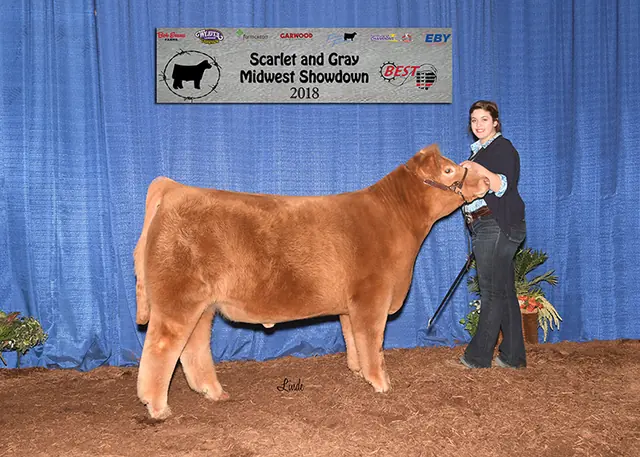 Champion Market Steer / Champ & Res. AOB Steer, Clinton Co. Fair / Ohio BEST Series — SM Show Steers winner, 2018