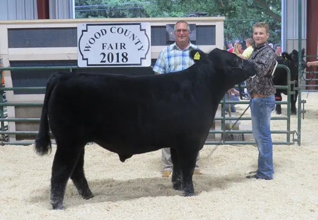 3rd Overall Steer, Wood Co. Fair — SM Show Steers winner, 2018
