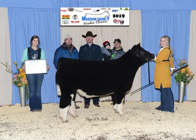 Champion Steer, Madison Co. Winter Classic — SM Show Steers winner, 2019