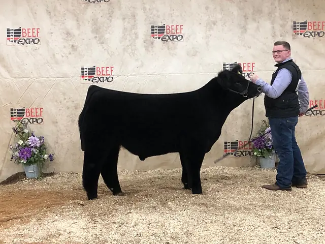 5th Overall Crossbred, Madison Co. Winter Classic — SM Show Steers winner, 2019