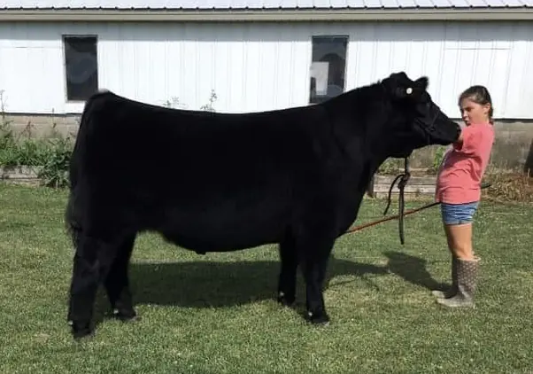 5th Overall Market Steer, Clark Co — SM Show Steers winner, 2019