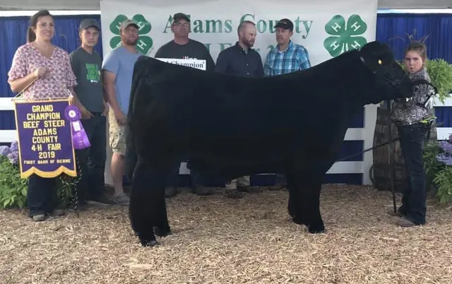 Champion Steer, Adams Co Fair — SM Show Steers winner, 2019