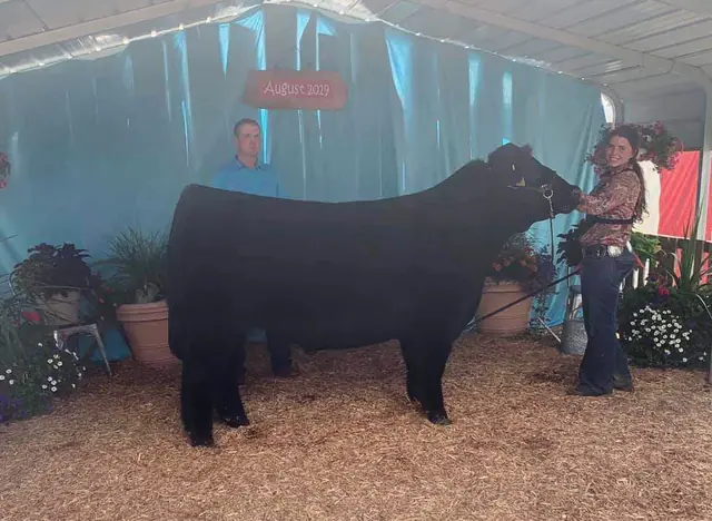 Champion Steer Defiance Co., Res. Champion Maine Steer OCA Best Series — SM Show Steers winner, 2019