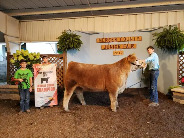 Res. Champion Steer, Maimi Co. Open Show — SM Show Steers winner, 2019
