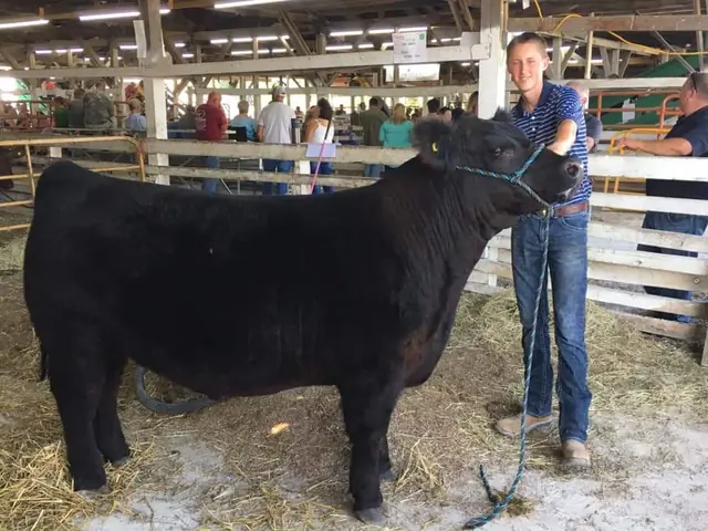 Reserve Champion Steer, Blackford Co. — SM Show Steers winner, 2019