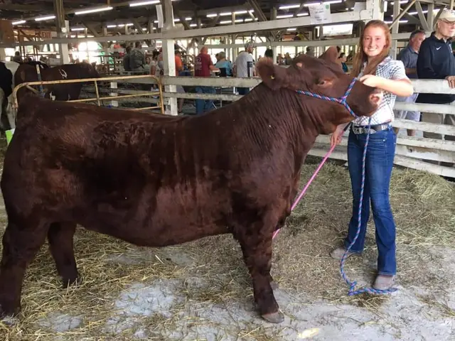 3rd Overall Steer, Blackford Co. — SM Show Steers winner, 2019