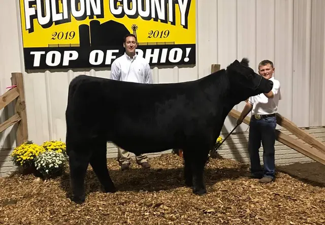 Champion Steer, Fulton Co. Fair — SM Show Steers winner, 2019