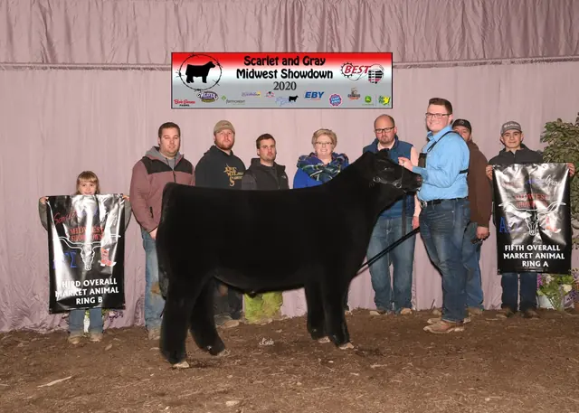 Multiple Time Top 5 Finishes, Champion Simmental Steer — SM Show Steers winner, 2020
