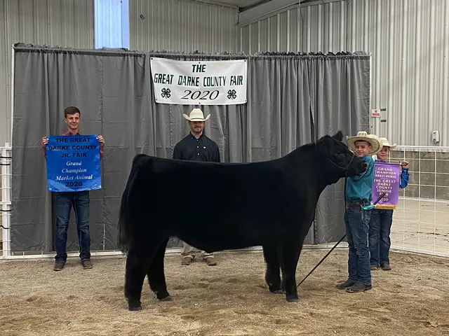 Champion Steer, Darke Co. Fair — SM Show Steers winner, 2020