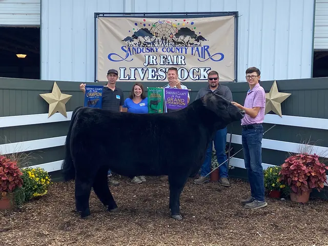Champion Steer, Sandusky Co. Fair — SM Show Steers winner, 2020