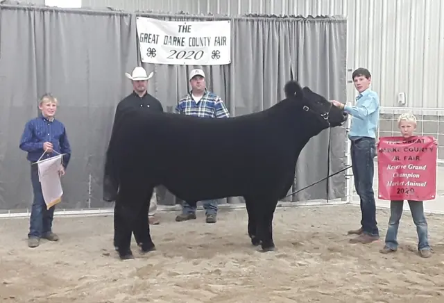 Reserve Division 2 Both Rings, Scarlet and Gray — SM Show Steers winner, 2020