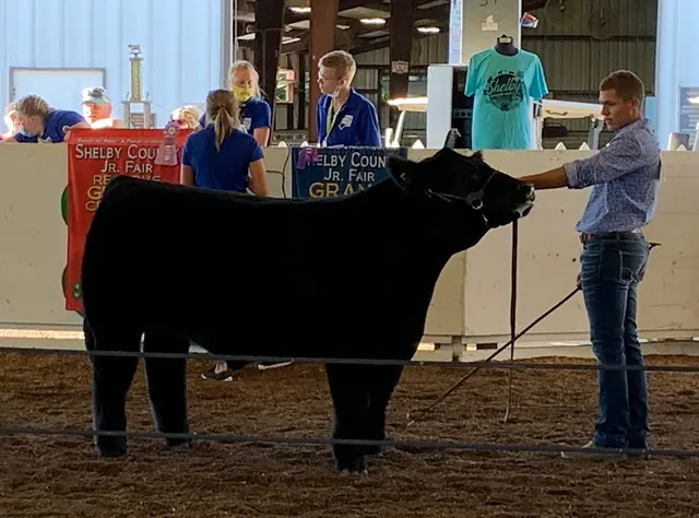 Champion Steer, Shelby Co. Fair — SM Show Steers winner, 2020