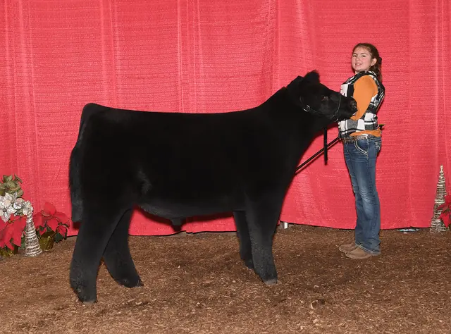 Reserve Division 2 Chi, Hoosier Beef Congress — SM Show Steers winner, 2020