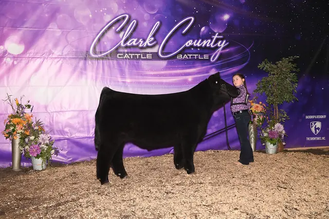 5th Overall, Clark County Fair — SM Show Steers winner, 2020