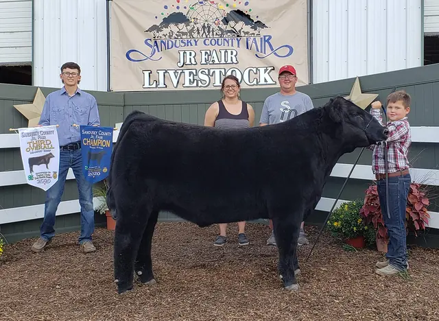 3rd Overall, Sandusky Co. Fair — SM Show Steers winner, 2020
