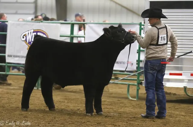Reserve ShorthornPlus, Scarlet & Gray — SM Show Steers winner, 2020