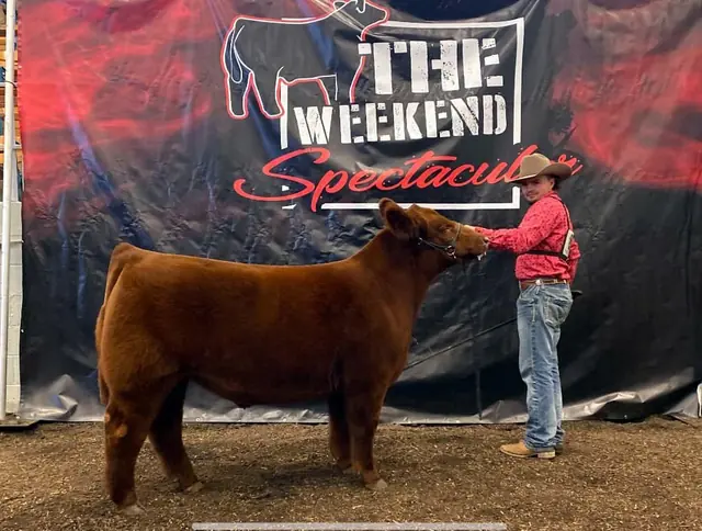 SM Show Steers winner, 2022