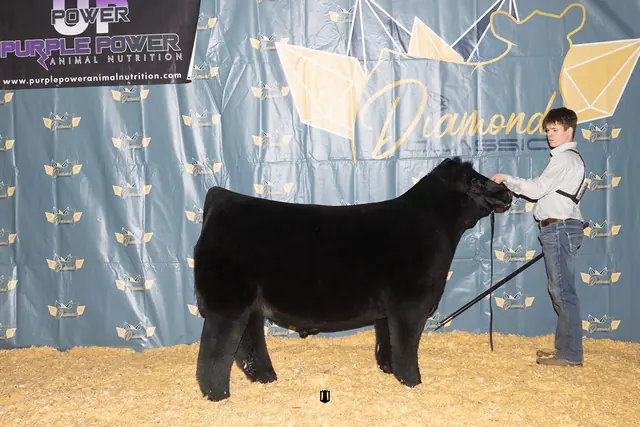 SM Show Steers winner, 2023