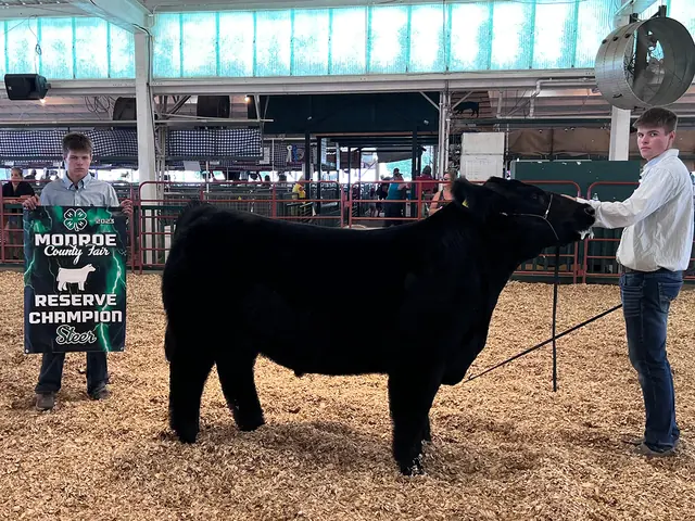 SM Show Steers winner, 2023