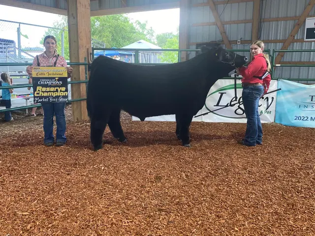 SM Show Steers winner, 2023