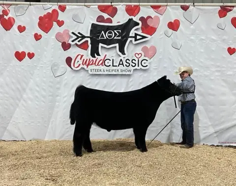 SM Show Steers winner, 2023